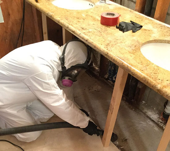 mold damage removal
